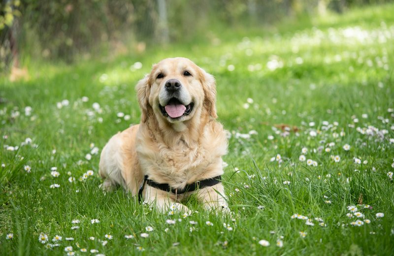 Pet-Friendly Community